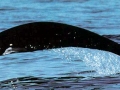 Northern Right Whale Dolphin
