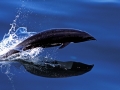 Northern Right Whale Dolphin