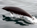 Northern Right Whale Dolphin