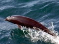 Northern Right Whale Dolphin