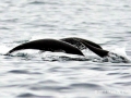 Northern Right Whale Dolphin