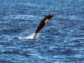 Northern Right Whale Dolphin
