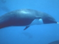 Northern Right Whale Dolphin