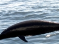 Northern Right Whale Dolphin
