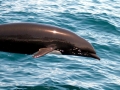 Northern Right Whale Dolphin
