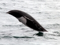 Northern Right Whale Dolphin