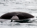Northern Right Whale Dolphin