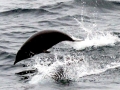 Northern Right Whale Dolphin