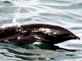 Northern Right Whale Dolphin