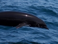 Northern Right Whale Dolphin