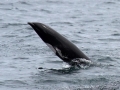 Northern Right Whale Dolphin
