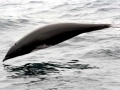 Northern Right Whale Dolphin