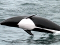 Northern Right Whale Dolphin