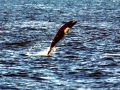 Northern Right Whale Dolphin