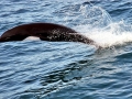 Northern Right Whale Dolphin