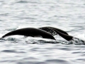 Northern Right Whale Dolphin