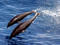 Northern Right Whale Dolphin