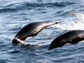 Northern Right Whale Dolphin
