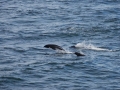 Northern Right Whale Dolphin