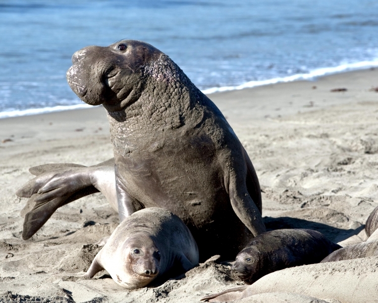 Northern Elephant Seal