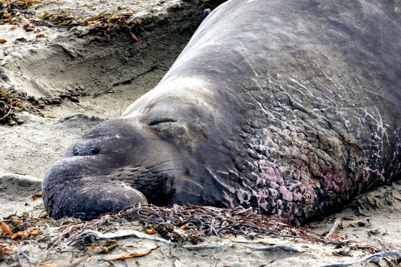 Northern Elephant Seal
