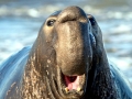 Northern Elephant Seal