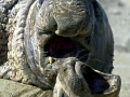 Northern Elephant Seal