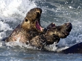 Northern Elephant Seal