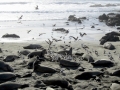 Northern Elephant Seal