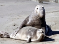 Northern Elephant Seal