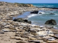 Northern Elephant Seal