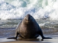 Northern Elephant Seal