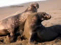 Northern Elephant Seal