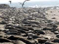 Northern Elephant Seal