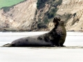 Northern Elephant Seal