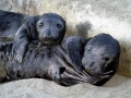 Northern Elephant Seal