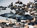 Northern Elephant Seal