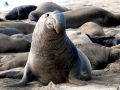 Northern Elephant Seal