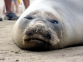 Northern Elephant Seal