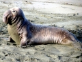Northern Elephant Seal