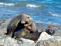 Northern Elephant Seal