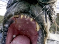 Northern Elephant Seal