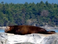 Northern Elephant Seal