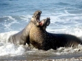 Northern Elephant Seal
