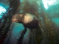 Northern Elephant Seal