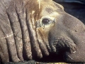 Northern Elephant Seal