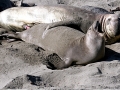 Northern Elephant Seal