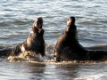 Northern Elephant Seal