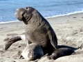 Northern Elephant Seal