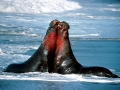 Northern Elephant Seal